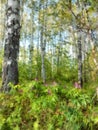 Tall slender white birch forest. Russian spring landscape water