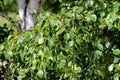 Tall slender white birch trunks with fresh leaves