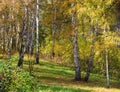 Tall slender white birch trunks in a golden dress Russian autum