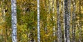 Tall slender white birch trunks in a golden dress Russian autum