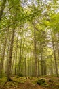 Tall slim green trees in a forest