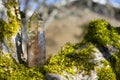 Tall Smokey Quartz Crystal Tower and Moss Covered Tree