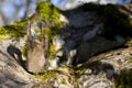 Tall Smoky Quartz Crystal Tower and Moss Covered Tree