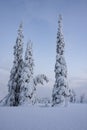 Tall snow covered candle- like spruce trees Picea abies obovata Royalty Free Stock Photo