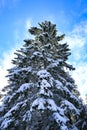 Tall Snow Covered Spruce Tree against Sky Royalty Free Stock Photo