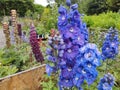 Delphinium 'Guardian Blue' Royalty Free Stock Photo