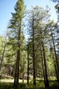Tall spindly pine trees in a coniferous forest Royalty Free Stock Photo