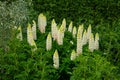 Tall Spires Of The Lupin Plants In Bloom