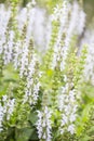 Tall Spires Of White Salvia Blooms In Spring