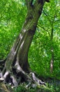 Tall spring woodland beech trees with vibrant green leaves growing at a steep angle on a hillside with blue sky Royalty Free Stock Photo