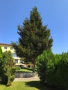 a tall spruce tree on the lawn near the house against the blue sky on a sunny day. Bulgaria. Balchik Royalty Free Stock Photo