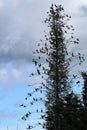 A tall spruce tree with many Cormorant birds roosting