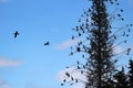 A tall spruce tree with many Cormorant birds roosting