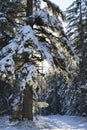 Tall spruce tree in winter Royalty Free Stock Photo
