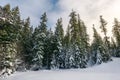 tall spruce trees covered with snow. Royalty Free Stock Photo