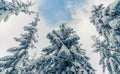 Tall spruce trees covered with snow in frosty winter landscape. A view on sky in snowy forest. Christmas background with fir tree Royalty Free Stock Photo