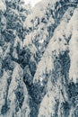 Tall spruce trees covered with snow in frosty winter landscape. A view on sky in snowy forest. Christmas background with fir tree Royalty Free Stock Photo