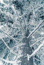 Tall spruce trees covered with snow in frosty winter landscape. A view on sky in snowy forest. Christmas background with fir tree Royalty Free Stock Photo