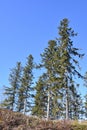 Spruce trees and blue sky Royalty Free Stock Photo