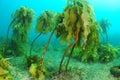 Tall stalks of brown kelp Ecklonia