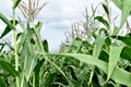 Tall stalks of corn growing in the field. Royalty Free Stock Photo