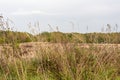 Tall stalks of dry grass. Unmown dry grass in the field. Nature background