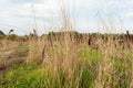 Tall stalks of dry grass. Unmown dry grass in the field. Nature background