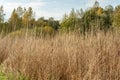 Tall stalks of dry grass. Unmown dry grass in the field. Nature background