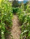 Stalks of Ripe Corn in Rows Royalty Free Stock Photo