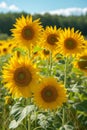 Tall stalks of sun-loving sunflowers swaying gently in the summer breeze