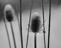 Tall stalks of teasel tower over a smaller thorn filled snow covered shorter seed head Jenningsville Pennsylvania