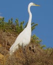 Great White Egret stands tall in a thicket on Grandview Beach, Encinitas California Royalty Free Stock Photo