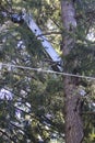 tall steel crane reaching through pine forest
