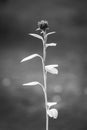 Tall Stem of single flower