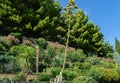 Tall stem of blooming American agave Agave americana against the background of cascading flower bed