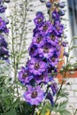 Tall stem of delphinium blossom. Garden decoration, fresh natural flower blue delphinium buttercup Royalty Free Stock Photo