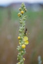 Tall stem of mullein yellow flowers Verbascum thapsus with wasp insect in summer meadow during summer evening