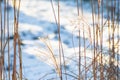 Tall stems of dry grass in winter Royalty Free Stock Photo