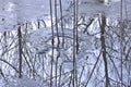 Tall Stems of Reeds Cast Dark Reflections On Icy Waters Royalty Free Stock Photo