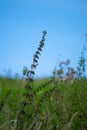Tall stinging nettle in a field.. Royalty Free Stock Photo