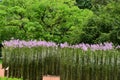 Tall straight plants with purple flowers at Singapore Botanical Gardens