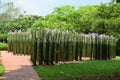 Tall straight plants with purple flowers at Singapore Botanical Gardens