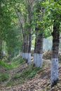 Tall and straight Poplar Forests on both sides of the road