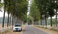 Tall and straight Poplar Forests on both sides of the road