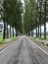 Tall and straight Poplar Forests on both sides of the road