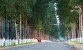 Tall and straight Poplar Forests on both sides of the road