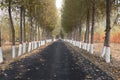 Tall and straight Poplar Forests on both sides of the road