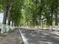 Tall and straight Poplar Forests on both sides of the road