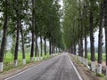 Tall and straight Poplar Forests on both sides of the road