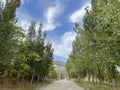 Tall and straight Poplar Forests on both sides of the road